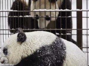 Biaya Perawatan Mahal, Finlandia Kembalikan Panda Raksasa ke China Biaya Perawatan Mahal, Finlandia Kembalikan Panda Raksasa ke China