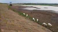 Penampakan Waduk Dawuhan Madiun Mengering