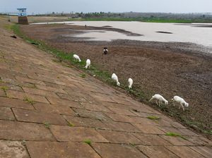 Penampakan Waduk Dawuhan Madiun Mengering Penampakan Waduk Dawuhan Madiun Mengering