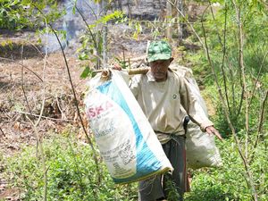 Besok! PLN Resmikan Pengembangan Ekosistem Biomassa di Tasikmalaya