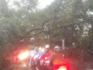 Pohon Tumbang Tutup Jalan Margasatwa Jaksel, Lalin Macet Pohon Tumbang Tutup Jalan Margasatwa Jaksel, Lalin Macet