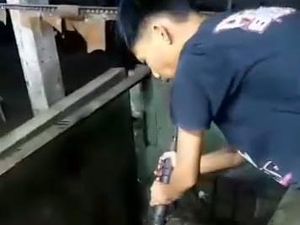 Perekam Video Tembak Sapi di RPH Pegirian Surabaya Akan Dipolisikan Perekam Video Tembak Sapi di RPH Pegirian Surabaya Akan Dipolisikan