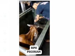 Beredar Video Sembelih Sapi Ditembak Kepalanya, Begini Respons MUI