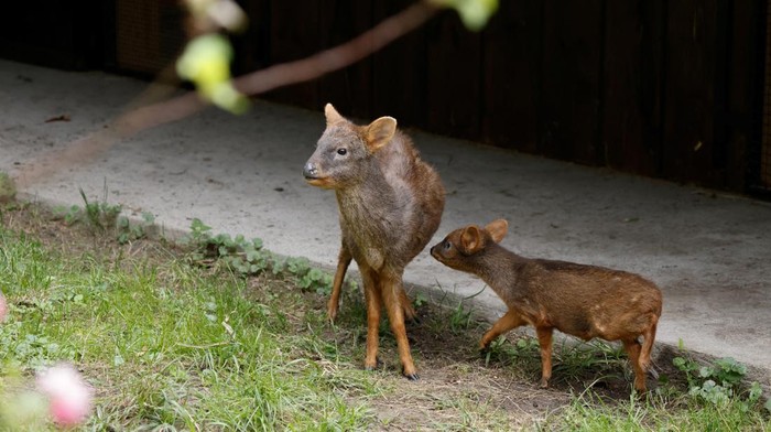 A newborn pudu, nan world's 2nd smallest cervid species, looks connected astatine nan zoo successful Warsaw, Poland, September 26, 2024. REUTERS/Kuba Stezycki