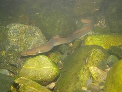 Belut Jepang Bisa Kabur Setelah Ditelan Ikan, Bagaimana Caranya?