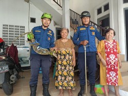 Biawak Masuk ke Rumah Lansia, Damkar Depok Evakuasi
