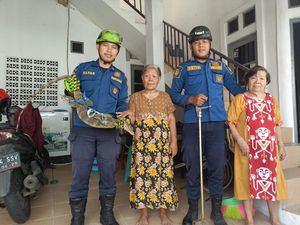 Biawak Masuk ke Rumah Lansia, Damkar Depok Evakuasi Biawak Masuk ke Rumah Lansia, Damkar Depok Evakuasi