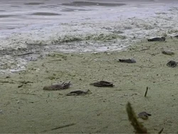 75 Ribu Burung Mati Massal Kena Penyakit Seram