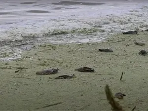 75 Ribu Burung Mati Massal Kena Penyakit Seram 75 Ribu Burung Mati Massal Kena Penyakit Seram