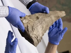 Singapura Sita 35,7 kg Cula Badak Selundupan, Nilainya Rp 14,6 M