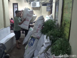Total 48 Ribu Tanaman Ganja Diamankan dari Lereng Semeru Lumajang