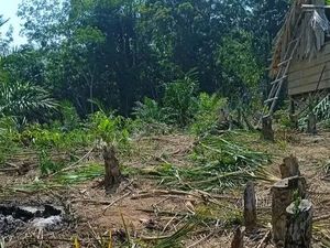 Polisi Belum Terima Laporan Warga Unjuk Rasa soal Kawanan Gajah di Mura Polisi Belum Terima Laporan Warga Unjuk Rasa soal Kawanan Gajah di Mura