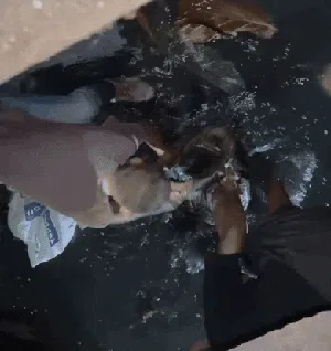 Sanca 4 Meter Dievakuasi di Bekasi, Sempat Lilit Kaki Warga