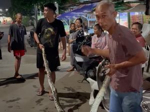 Video Evakuasi Ular Sanca 4 Meter di Bekasi, Sempat Lilit Kaki Warga Video Evakuasi Ular Sanca 4 Meter di Bekasi, Sempat Lilit Kaki Warga