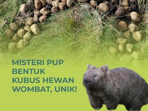 Infografis: Misteri Pup Bentuk Kubus Hewan Wombat, Unik!
