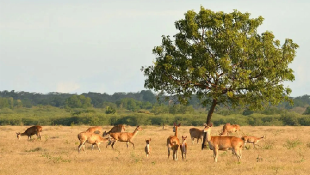 taman nasional baluran