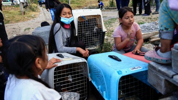 Warga Ekuador Evakuasi Anjing Liar dari Kebakaran Hutan