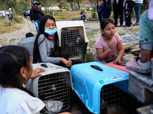 Warga Ekuador Evakuasi Anjing Liar dari Kebakaran Hutan Warga Ekuador Evakuasi Anjing Liar dari Kebakaran Hutan