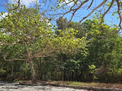 Mau Tanam Pohon Ketapang di Taman Rumah? Perhatikan Hal Ini Dulu