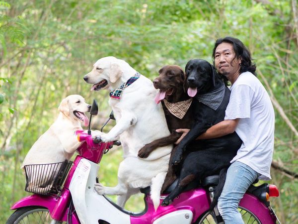 Foto: Lucu Banget Pose Anjing Bonceng Tuannya