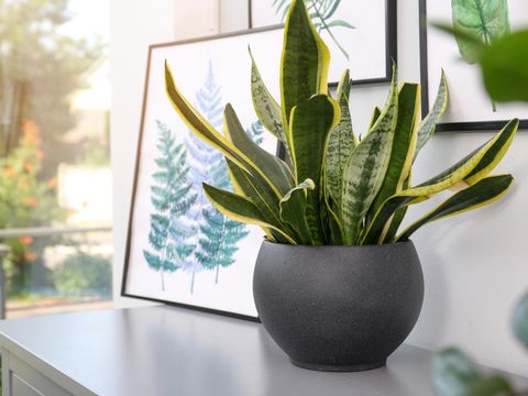 Potted plant and beautiful picture on grey chest of drawers in room, space for text. Interior design  tanaman mudah ramat