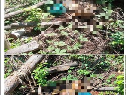 Lagi Cari Rumput, Warga Temukan Kerangka Manusia di Pegunungan Bogor