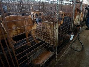 Korea Selatan Siapkan Kompensasi Sebelum Larangan Daging Anjing 2027