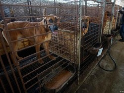 Korea Selatan Siapkan Kompensasi Sebelum Larangan Daging Anjing 2027