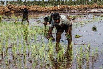 Penampakan Food Estate di Kalteng Lagi Ditanami Padi