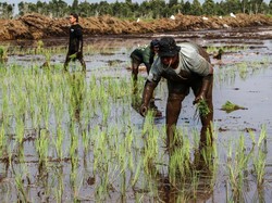 Prabowo Tawarkan Kerja Sama Proyek Food Estate ke PM Singapura