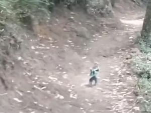 Kondisi Terkini Monyet di Gunung Panderman yang Tangannya Terikat Kondisi Terkini Monyet di Gunung Panderman yang Tangannya Terikat