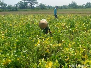 Hujan Deras Bikin Petani Kacang Hijau dan Kedelai di Klaten Pusing Hujan Deras Bikin Petani Kacang Hijau dan Kedelai di Klaten Pusing