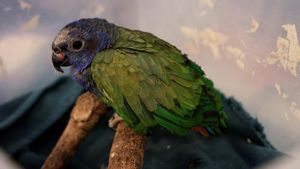 Si Cantik Beo Kepala Biru Terbakar Jambulnya di Hutan Ekuador