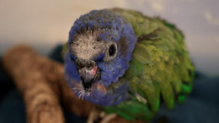 A blue-headed parrot with burned crest and wings is pictured after being rescued from a wildfire, in Quito, Ecuador, September 26, 2024 REUTERS/Karen Toro