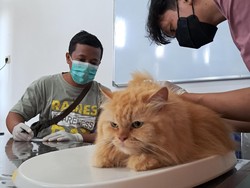 Pertahankan Kasus Rabies Zero, Banyuwangi Rutin Gelar Vaksinasi