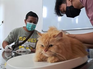Pertahankan Kasus Rabies Zero, Banyuwangi Rutin Gelar Vaksinasi Pertahankan Kasus Rabies Zero, Banyuwangi Rutin Gelar Vaksinasi