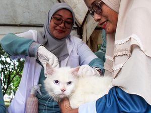 Begini Ekspresi Kucing Saat Divaksinasi Rabies Begini Ekspresi Kucing Saat Divaksinasi Rabies