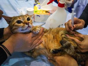 BPJS Hewan Cuma Istilah, Aslinya Subsidi Potongan Harga di Puskeswan