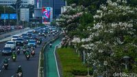Potret Cantiknya Tabebuya Bermekaran di Jalan Sudirman Jakarta