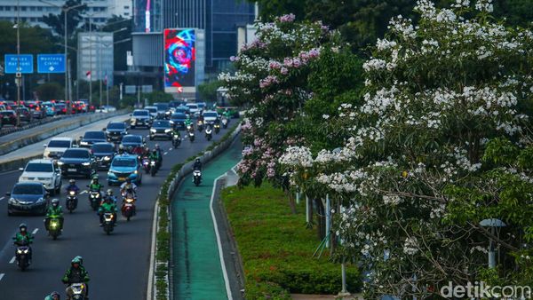Potret Cantiknya Tabebuya Bermekaran di Jalan Sudirman Jakarta