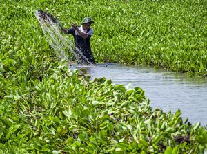 Eceng Gondok Kotori Sungai Citarum Eceng Gondok Kotori Sungai Citarum