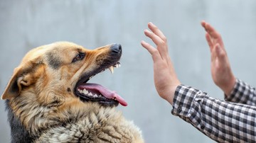 Detik-detik Bocah Bogor Tewas Digigit Anjing Pemburu Bikin Ayah Murka