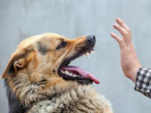 Polisi di Makassar Tembak Mati Anjing Tetangga Usai Serang Bocah 7 Tahun Polisi di Makassar Tembak Mati Anjing Tetangga Usai Serang Bocah 7 Tahun