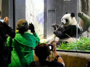 Perpisahan Panda di Jepang, Ribuan Pengunjung Antre Sambil Nangis