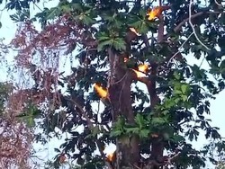 Fakta Fenomena Pohon Sukun di Sumenep Keluarkan Api Dikaitkan Hal Mistis