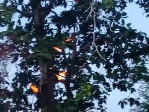 Penampakan Pohon Keluarkan Api di Madura