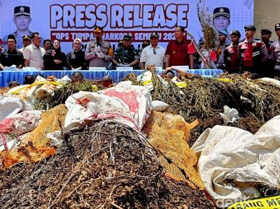 Pengungkapan Ladang Ganja di Lumajang