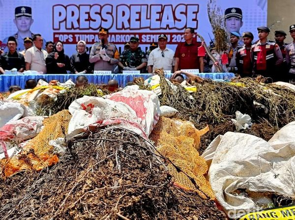 Pengungkapan Ladang Ganja di Lumajang