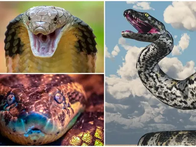 10 Ular Terbesar yang Ada di Bumi