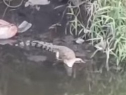 Buaya di Sungai Gunung Anyar Dekat Kampus UINSA Surabaya Kerap Muncul